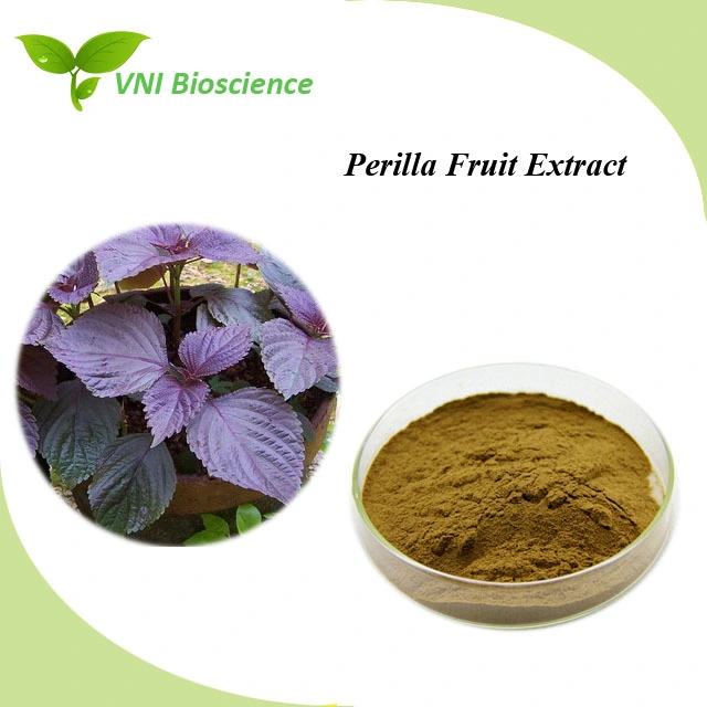 كوشر وحلال المعتمدة 100% طبيعي 10: 1 Perilla Leaf Extract