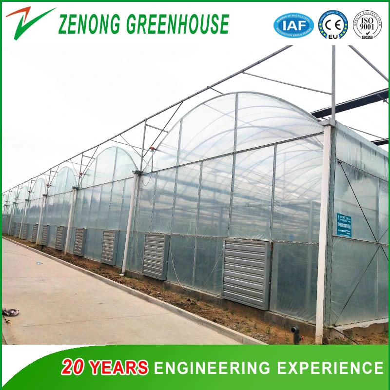 Commercial Greenhouse Film Greenhouse with Automatic System for Planting Tomota, Cucumber, Lettuce