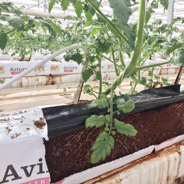 Strawberry Planting Cocopeat Greenhouse with Hydroponics Systems