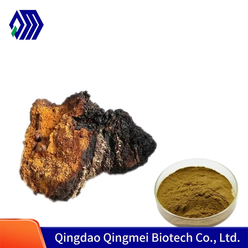 Chaga Mushroom Extract for Fighting Tumors Used in Health Food