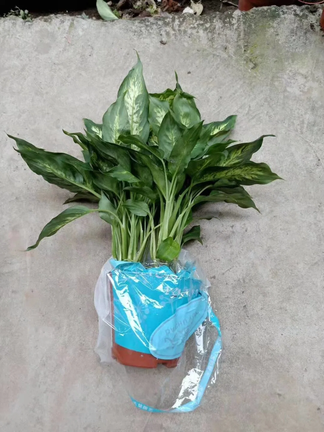 Venta caliente plantas Dieffenbachia Real