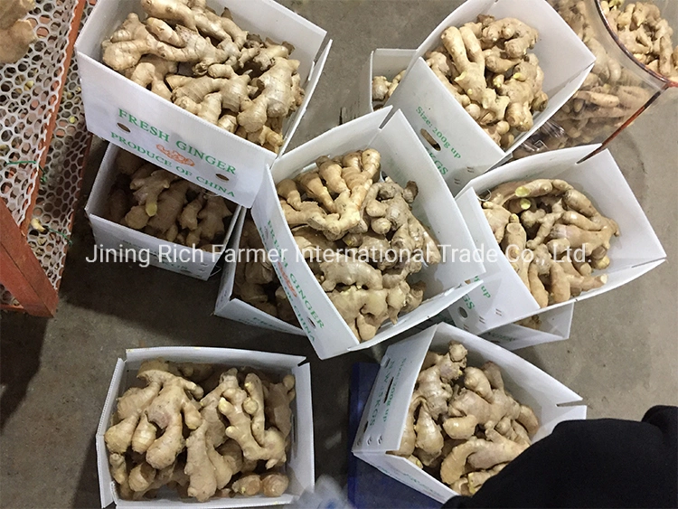 Dry Ginger Europe High Quality مع Pallet
