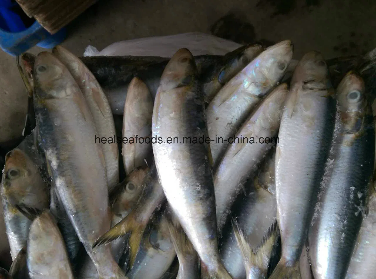 New Landing Sardine for Market