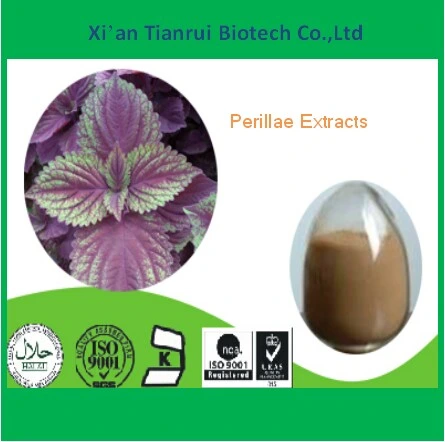 Chinese Herbal Extract Perillae Herb Extracts
