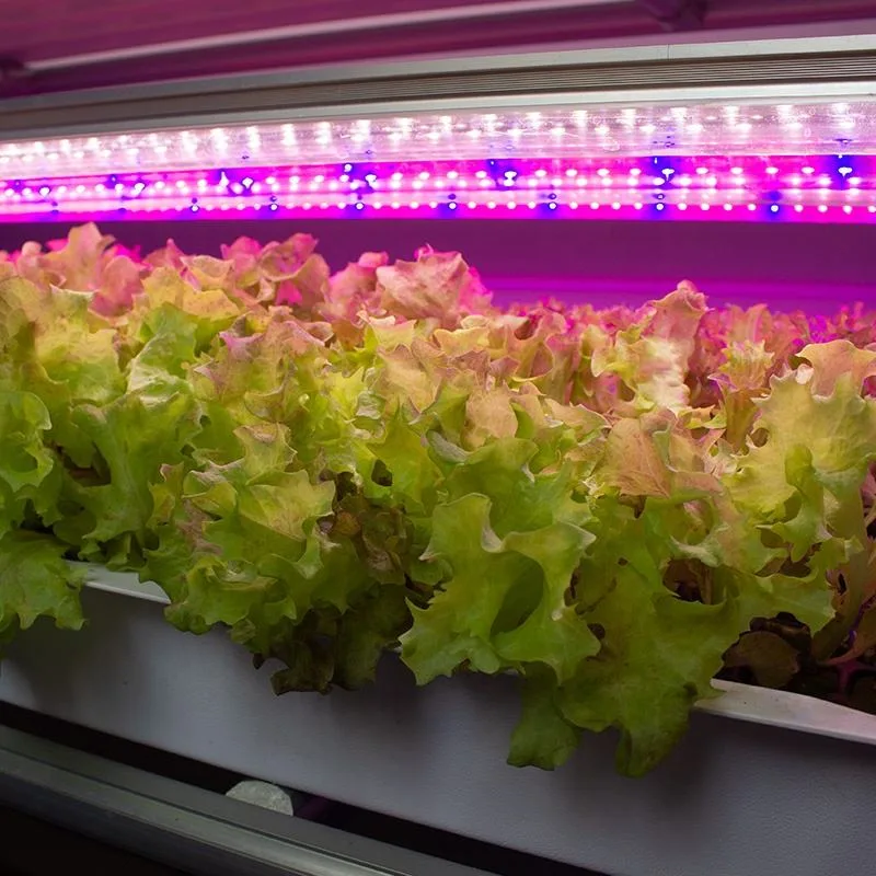 Das Gewächshaus der Smart Farm ist mit einem ausgestattet Vertikale Hydroponics Behälter für Mikrogemüse