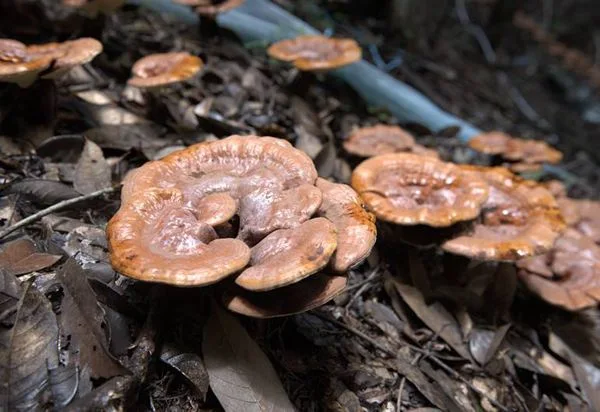 Reishi Mushroom lucide séché Ganoderma Lingzhi