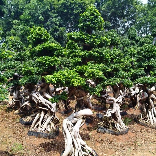 2023 Arbre Ficus réel Big bonne forme pour les grossistes de Bonsai Ficus