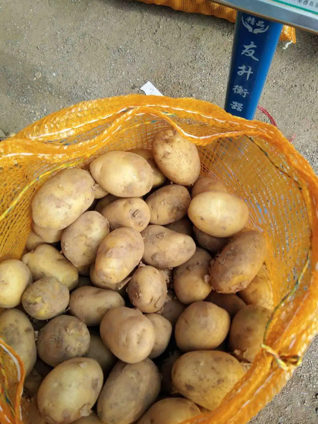Fresh New Crop Potato From China