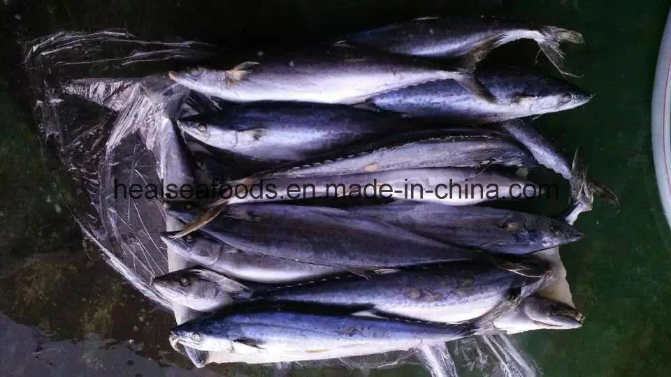 Chinese White Belly Mackerel Factory