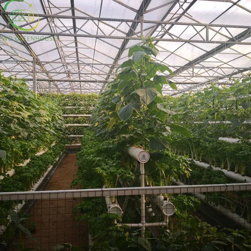 High Yield Greenhouse DWC Hydroponics Growing System für die Pflanzung von Gemüse