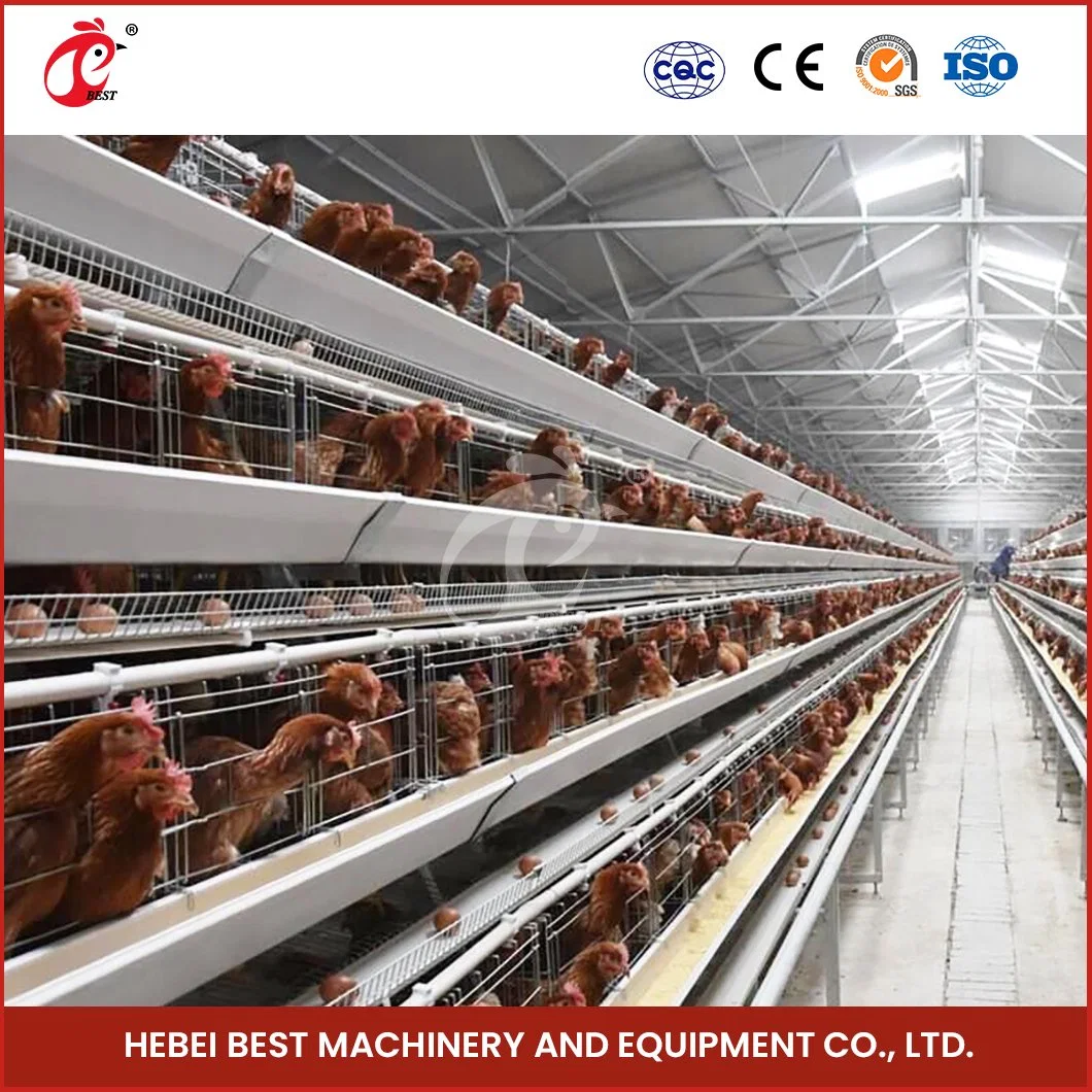 Bestchickencage Ordinary Type Layer Cage China Chicken Layer Cages for Sale Manufacturing Wholesale/Supplier Easy Control Parasitic Diseases Egg Chicken Cage for Sale