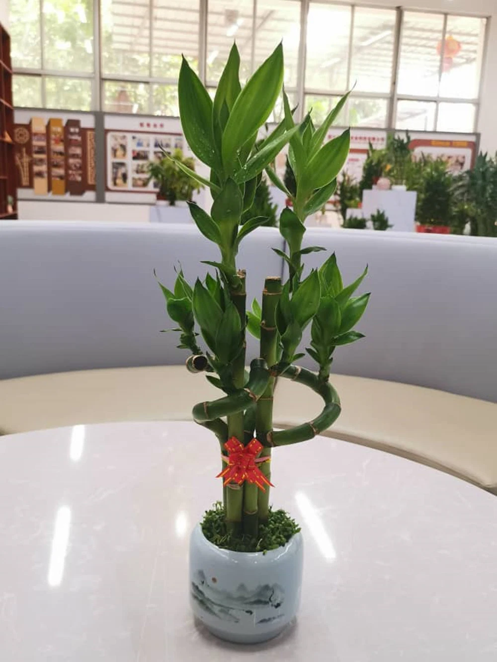 Flower Vase Lucky Bamboo Hydropnics Indoor Decorative Live Plant Wholesale/Supplier