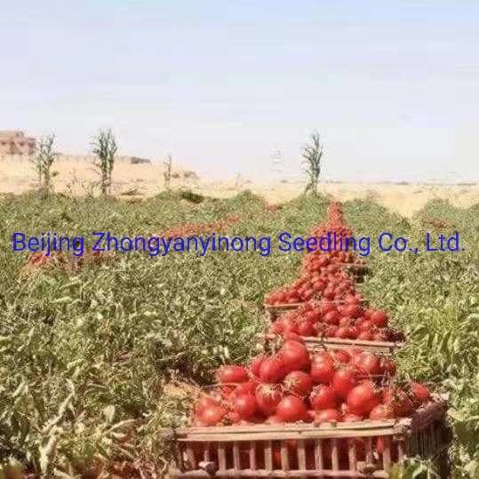 Df12 Big Size Oval Determinate Hybrid Tomato Seeds Vegetable Seeds for Hot Selling