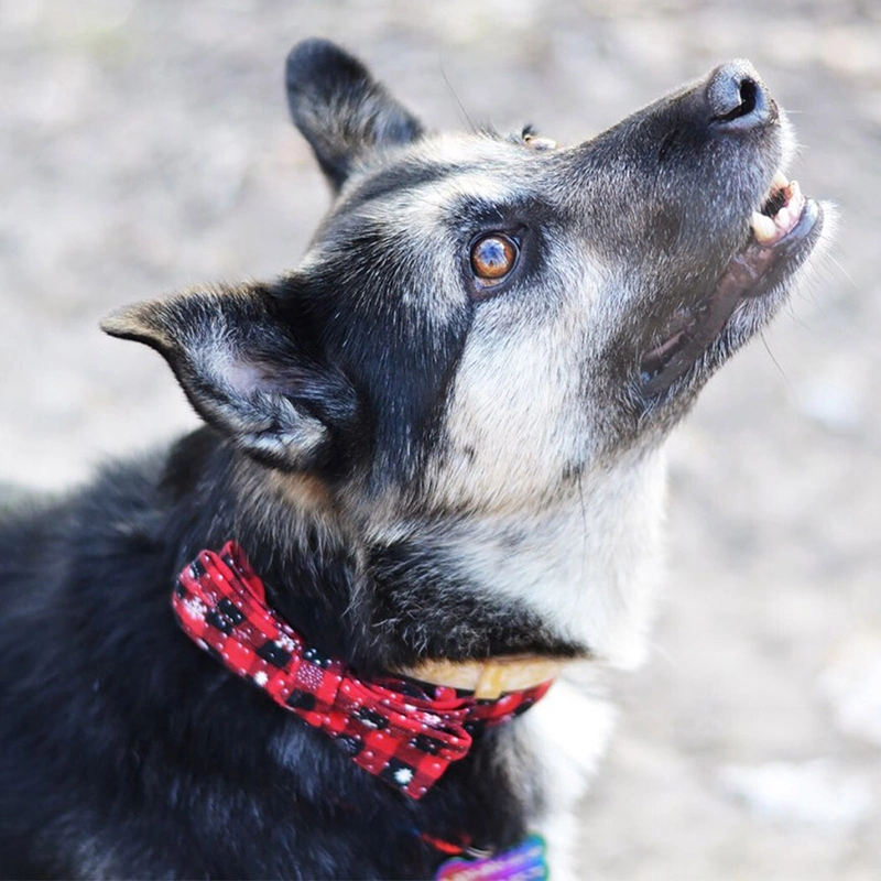 Collar de Pet Gato y Perro Navidad copo de nieve Red cuello de lazo pequeño, mediano y grande cuello de perro