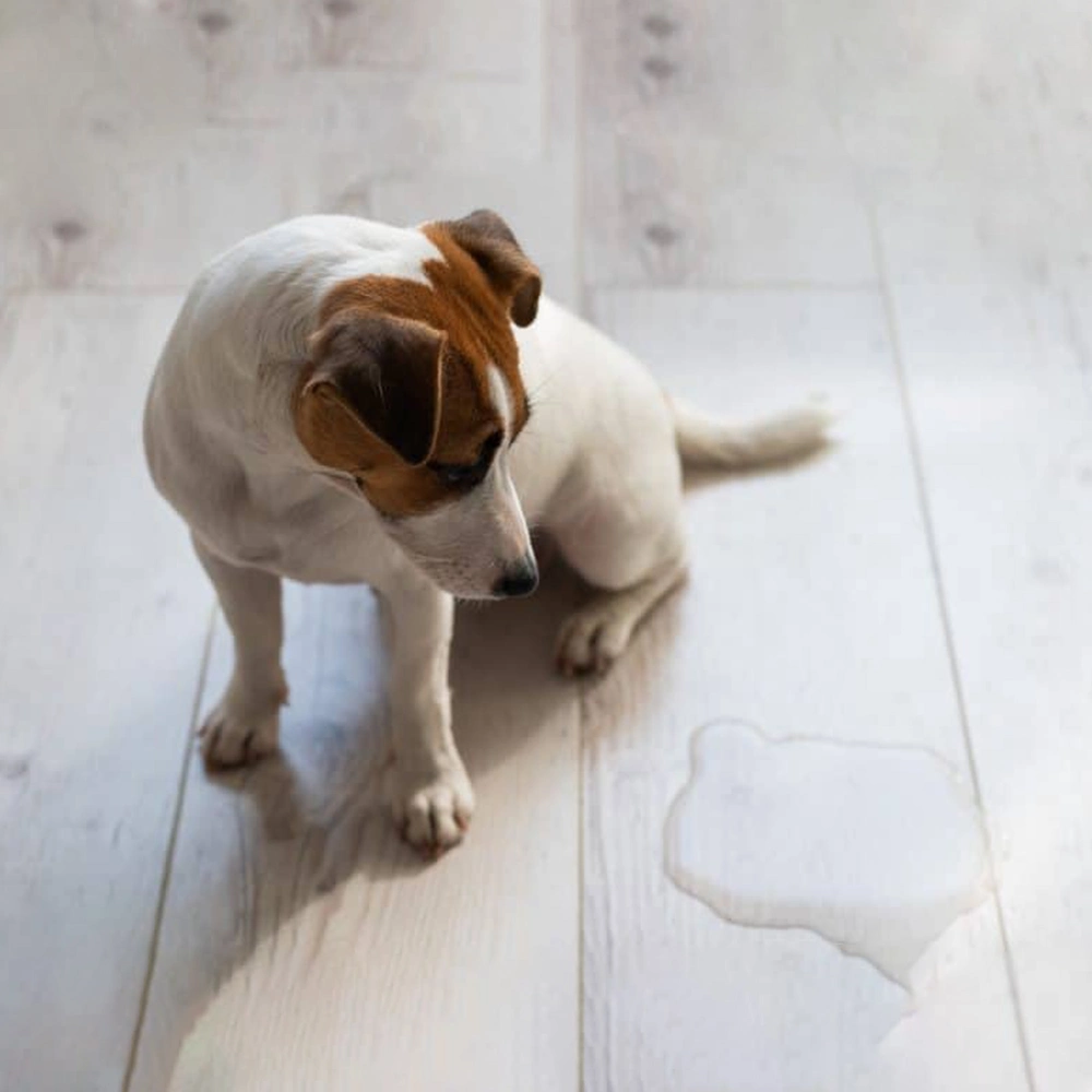 Vente en gros absorbant doux jetable femelle chien nourriture pour les couches pour Chiens