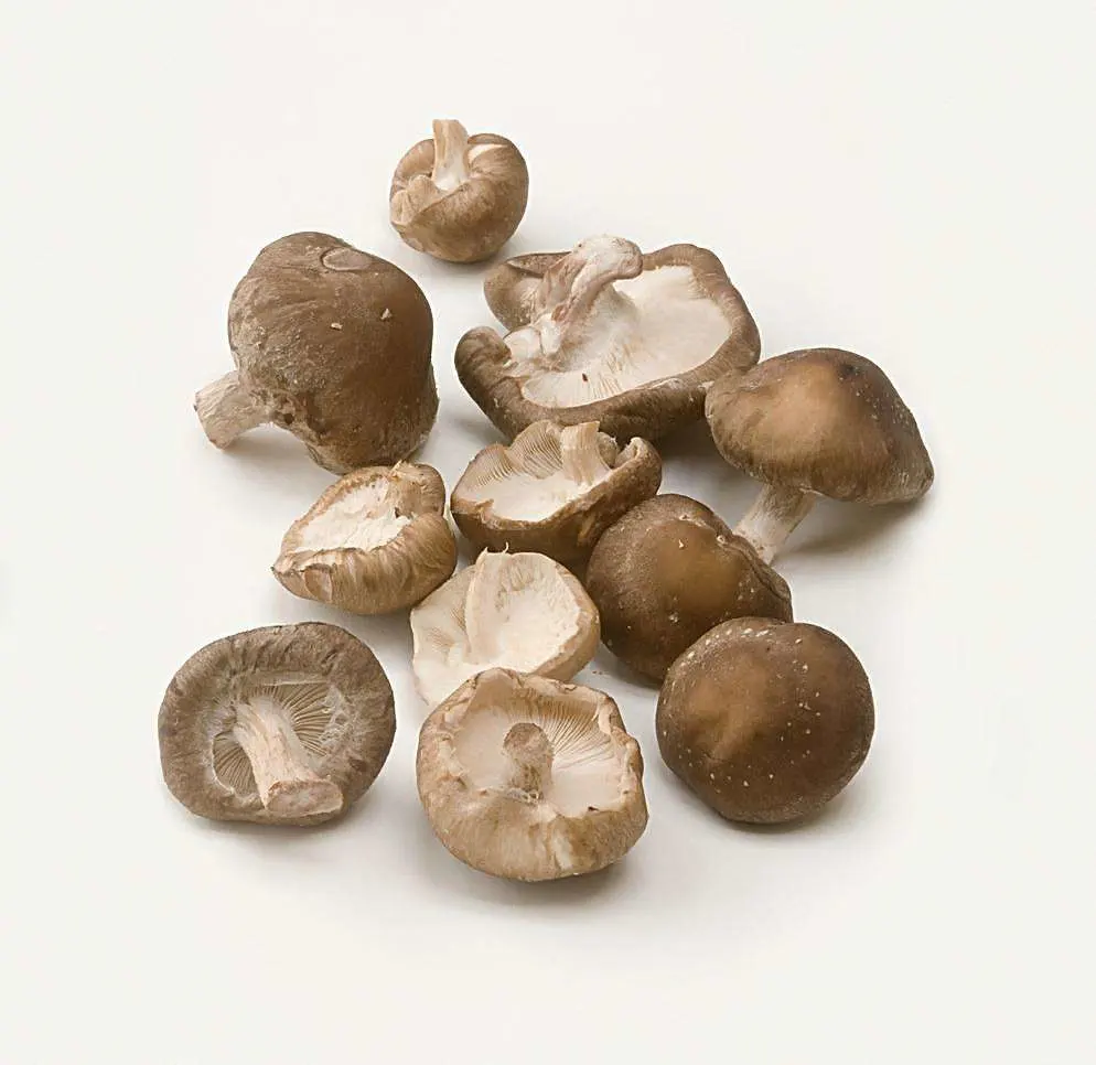 Natural Wild Good Quality Edible Shiitake Mushroom