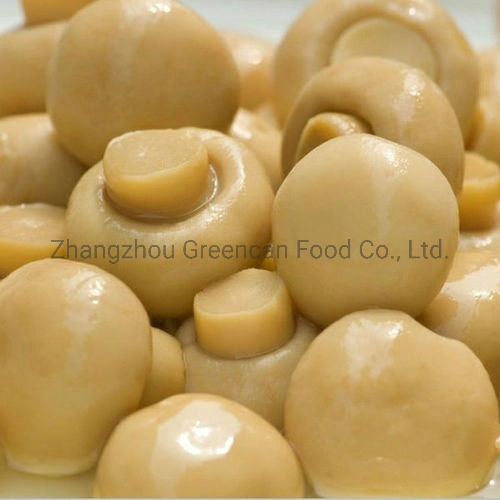 Green Food Canned Mushroom Champignons From China Food Distributor