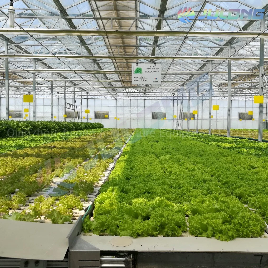 Commercial Modern Intelligent Control Multi Span Venlo Type Nft Hydroponics System Polycarbonate Greenouse for Sale