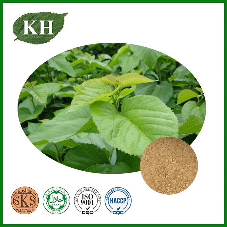 Mulberry Leaf Extract 1-Deoxynojirimycin 0.4% to 10% Dnj