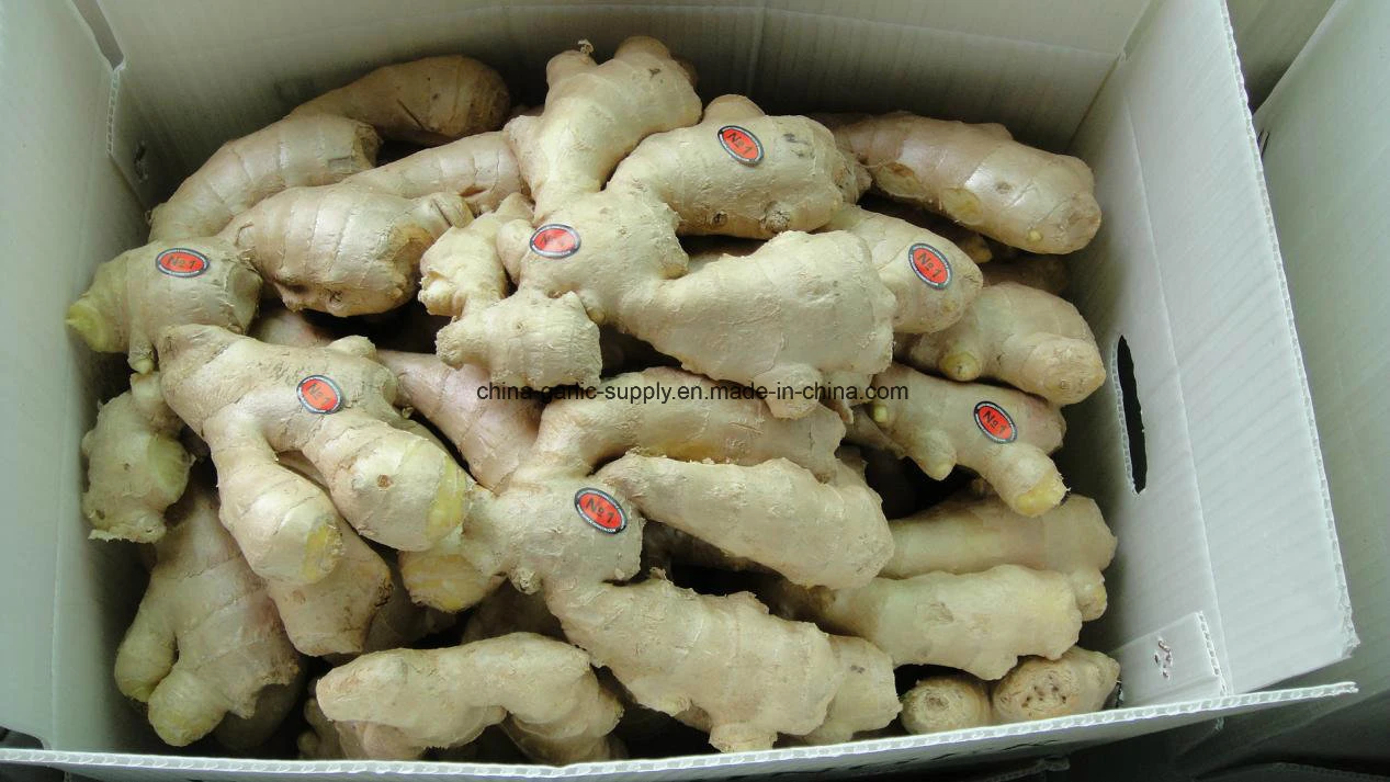 Chinese Shandong Anqiu Products Fresh Fat Air-Dried Dry Ginger Buyer