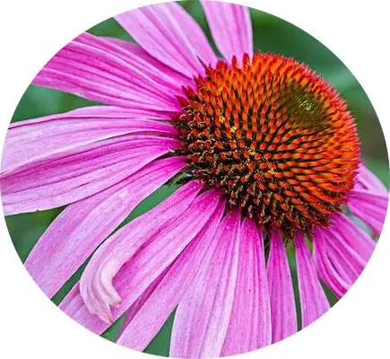 Comext Factory Direct Supply High Water-Soluble Echinacea Extract 4: 1 Echinacea Powder