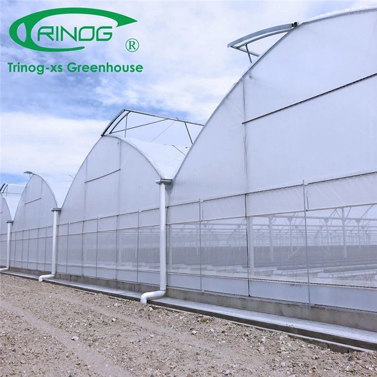 Factory Price Big Size Galvanized Steel Pipe Agricultural Multi-span Film Greenhouse with Good Quality