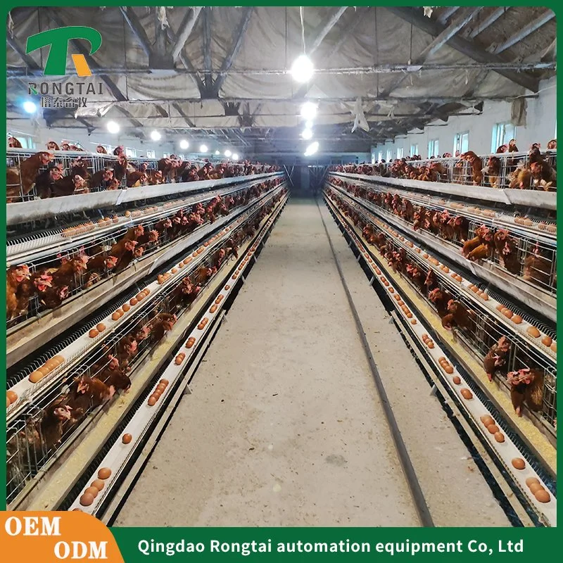 Hot Sale Birds Capacity 1250mm*1000mm*2015mm Cheap Hot DIP Galvanized Poultry Farming a Type 4 Tiers Laying 3120/3075 Poultry Farm Equipment