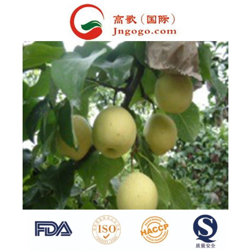 New Crop Chinese Fresh Ya Pear Fresh Fruits