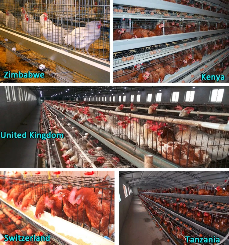 a Type Battery Layer Chicken Cages Automatic Egg Poultry Farming Equipment Systempopular