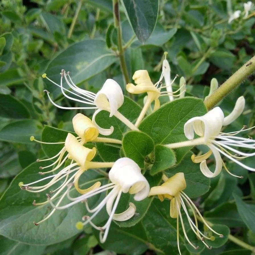 De alta calidad de suministro de la fábrica de hierba natural Detox té Flor de Madreselva secos