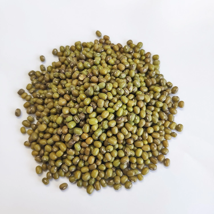 Wholesale/Supplier Dried Green Bean/Round Bean Sprouting Type