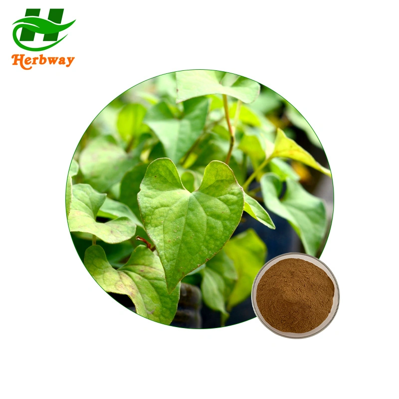 Extrait de plante Herbway Houttuynia cordata Thunb extrait Herba Houttuyniae extrait utilisé dans l'alimentation nutritive