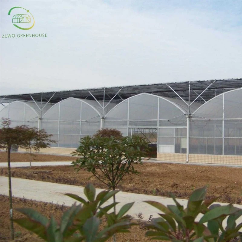 Estufa Agrícola Multi-Span de grande tamanho High Tunnel para tomate