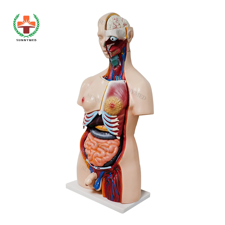 Human Body PVC Human Body Anatomy Sexless Torso Model