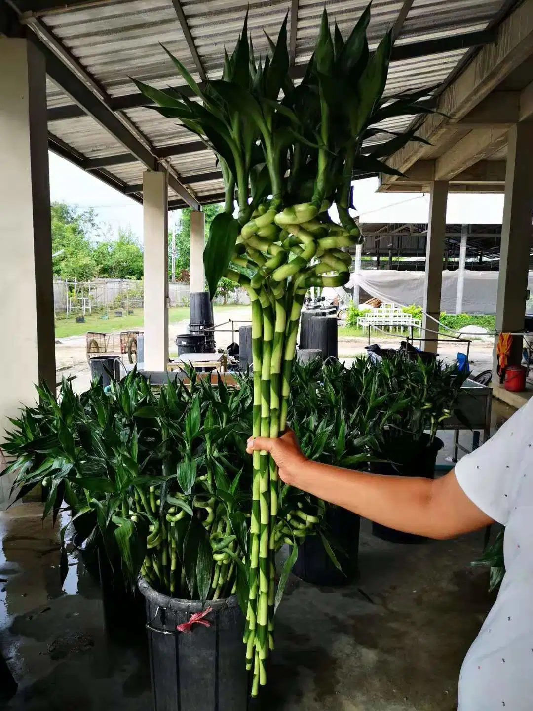 Preços agrícolas melhor vender Piscina Plantas Ornamentais aquáticos vivos natureza trançado Plantas Curly espiral de bambu da sorte