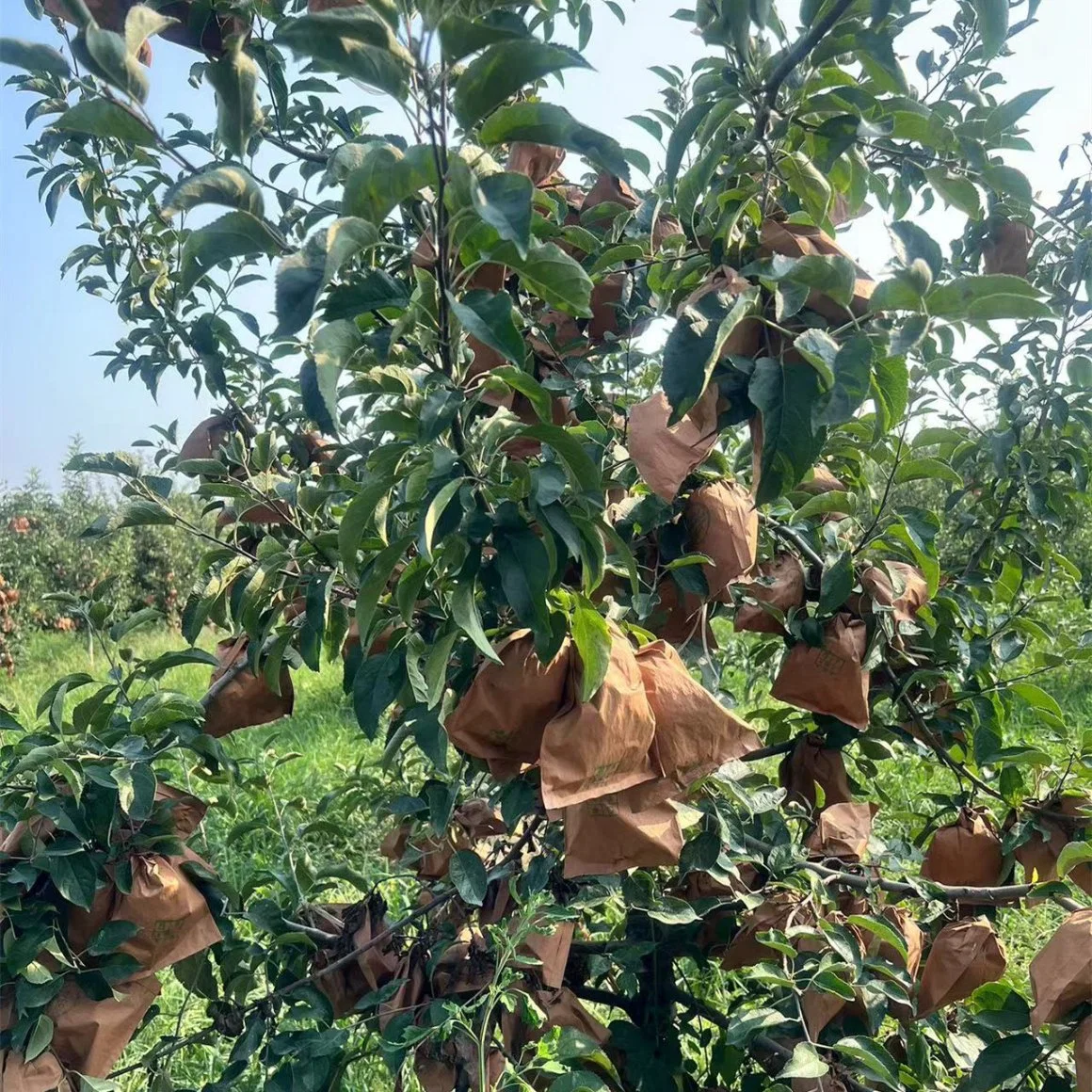 Factory Organic Food Fresh FUJI Apples