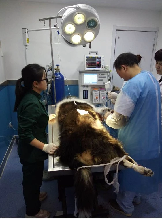 Animal Veterinary Anesthesia Machine with Top Quality