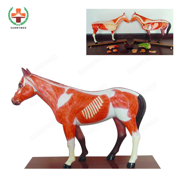 Sy-N033 Animal Skeleton Anatomy Model Animal Acupuncture Model for Medical Science