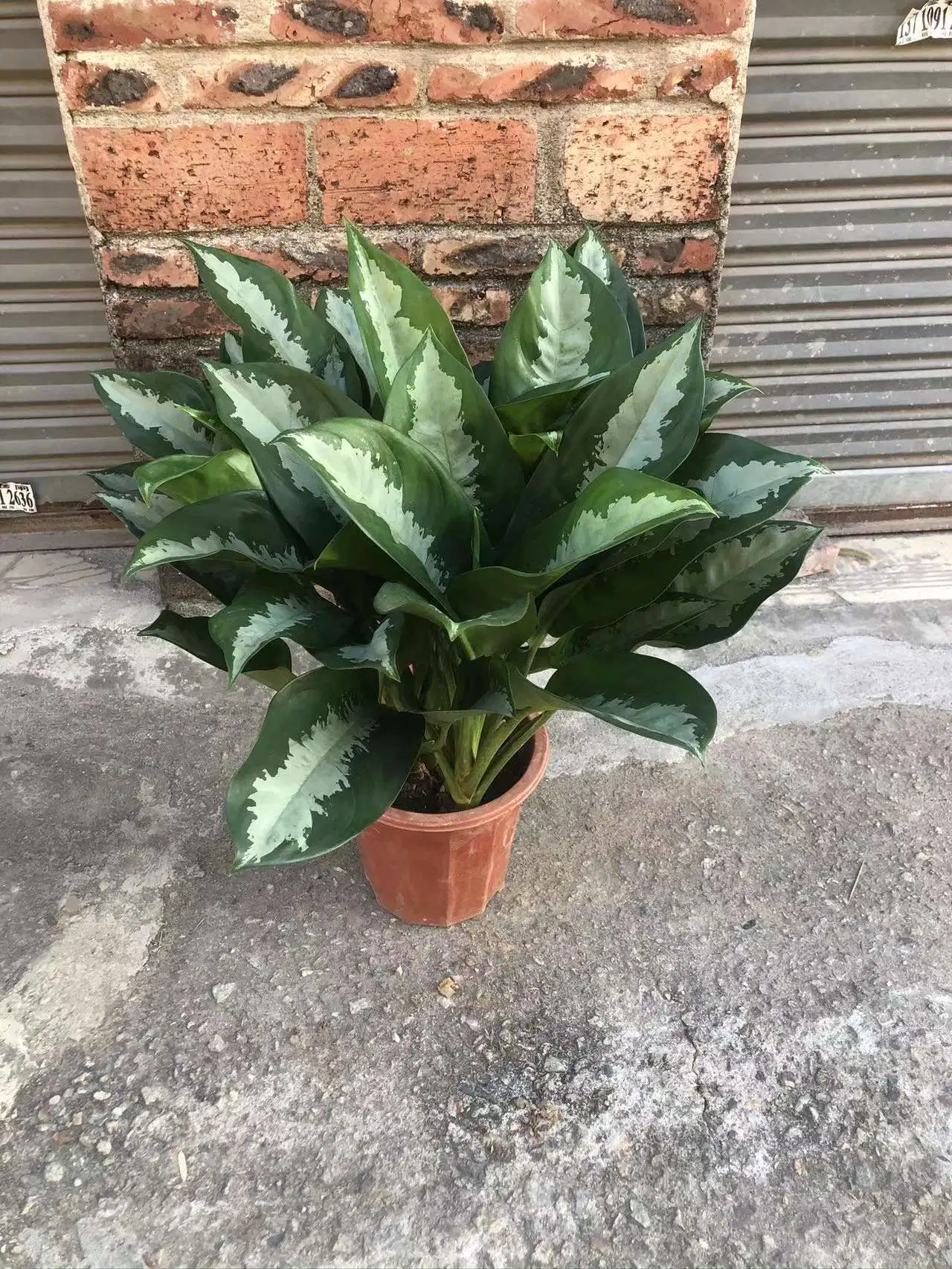 Garden Decoration Aglaonema 'silver Queen' Aglaonema Varieties in Stock