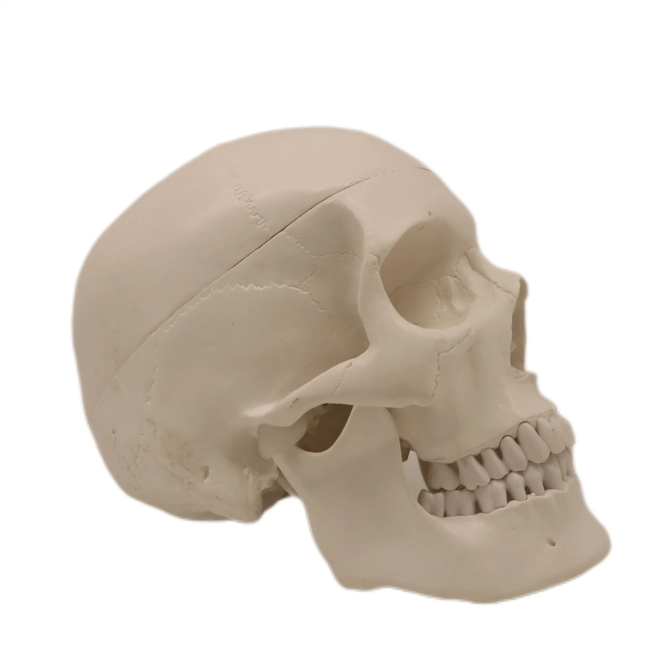 Modèles d'enseignement de laboratoire 3 Parties crâne humain squelette des modèles de PVC