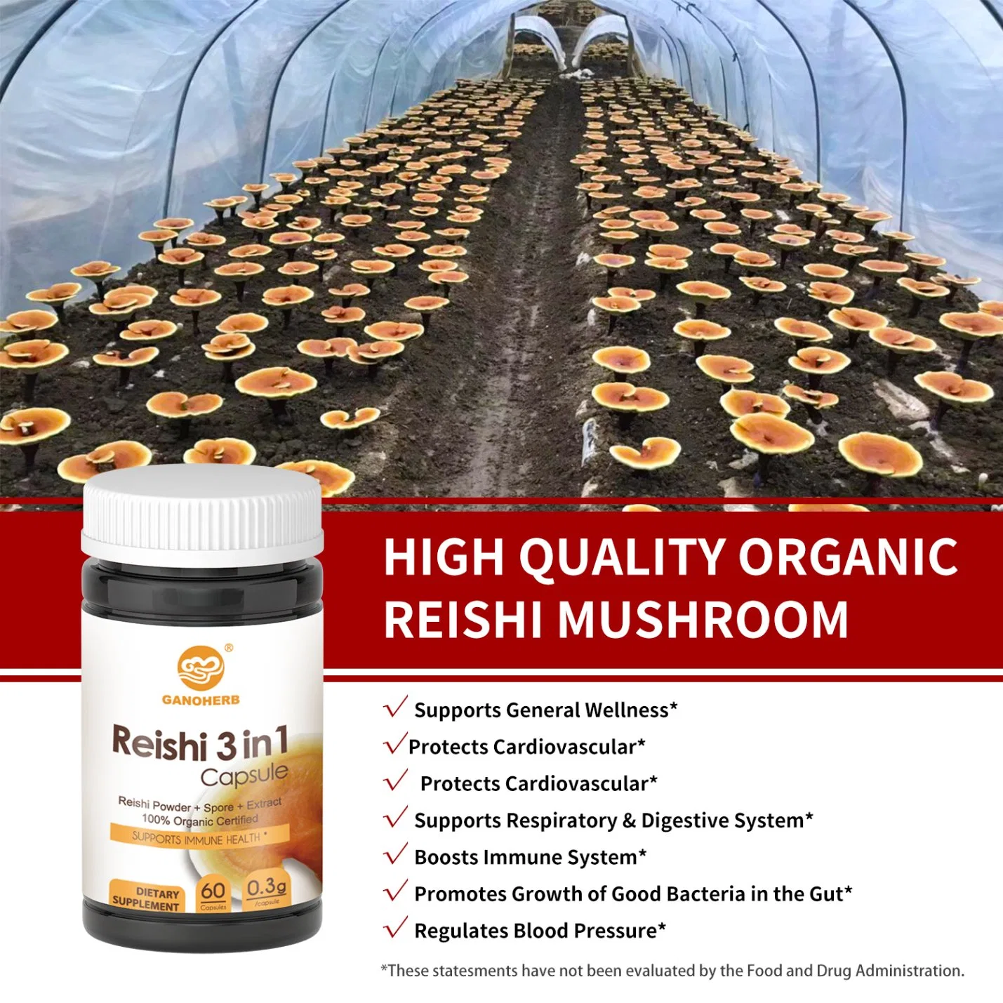 100% orgánicos mejor Wholesale Reishi cápsula la cápsula de seta Reishi