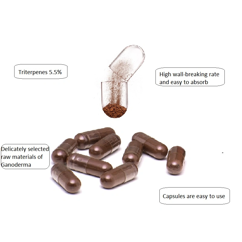 Vente d'usine de triterpène Ganoderma lucidum Lingzhi Extrait de la poudre de spores Capsule Supplément de soins de santé