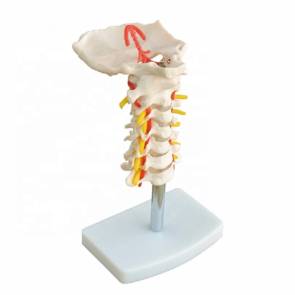 Modelo anatómico Humam PVC de alta calidad Modelo lumbar vértebra