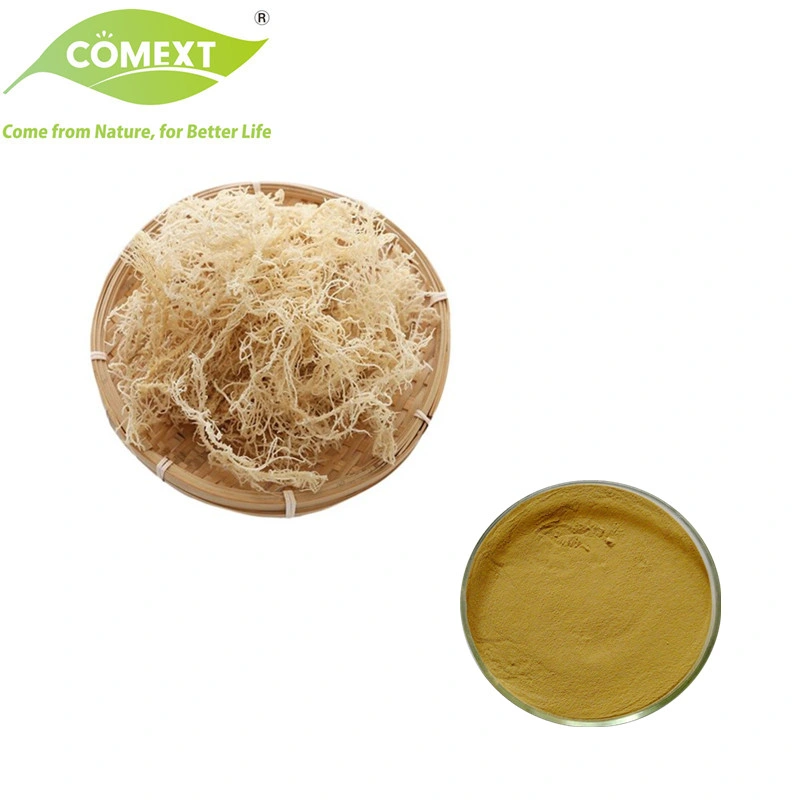 Comext Health Product Food Additive بالجملة Herbal Chondrus Crispus Extract مستخرج من موس كاراجن موس الإيرلندي