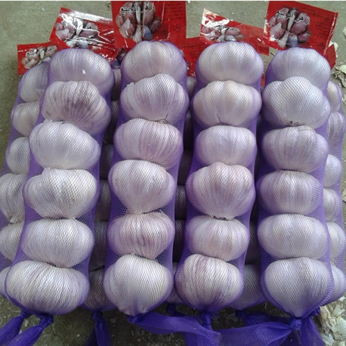 China Low Price Fresh Garlic