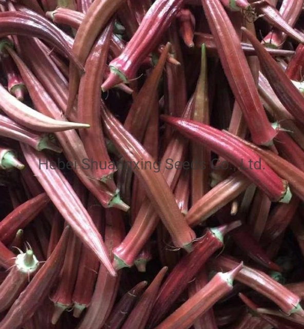 High Yield Good Disease Resistance Red Okra Seeds