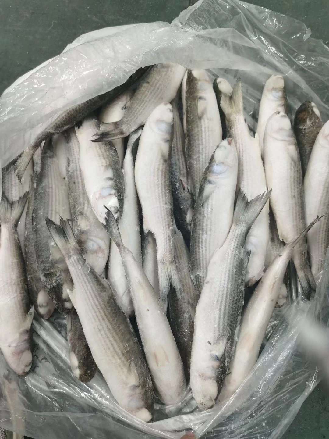 Frozen Grey Mullet, Whole Round/ Gutted, Frozen Seafood