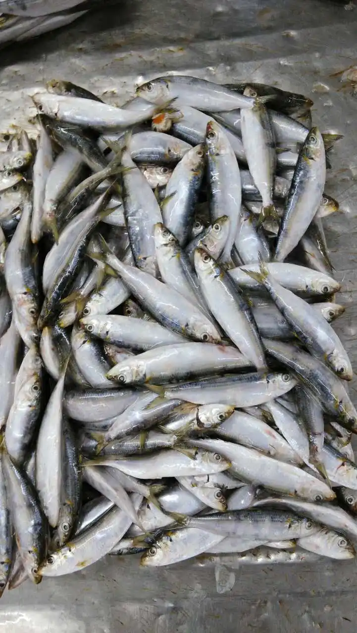 Whole Round Smaller Sardine for Bait