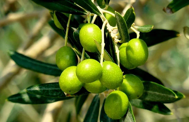 Acidhot chlorogénique vente extrait de feuilles d'olive, l'oleuropéine