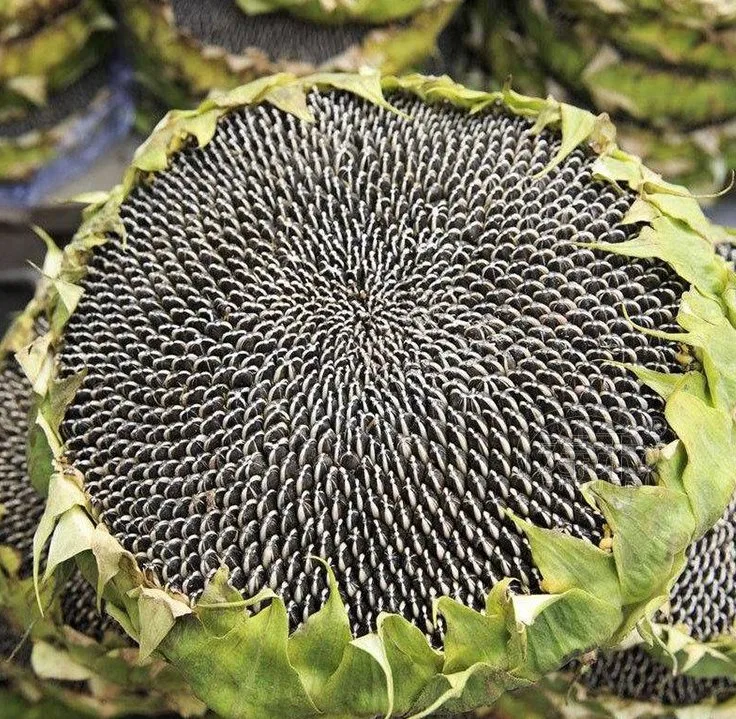 Tamaño grande y alto rendimiento de semillas de girasol de alta calidad